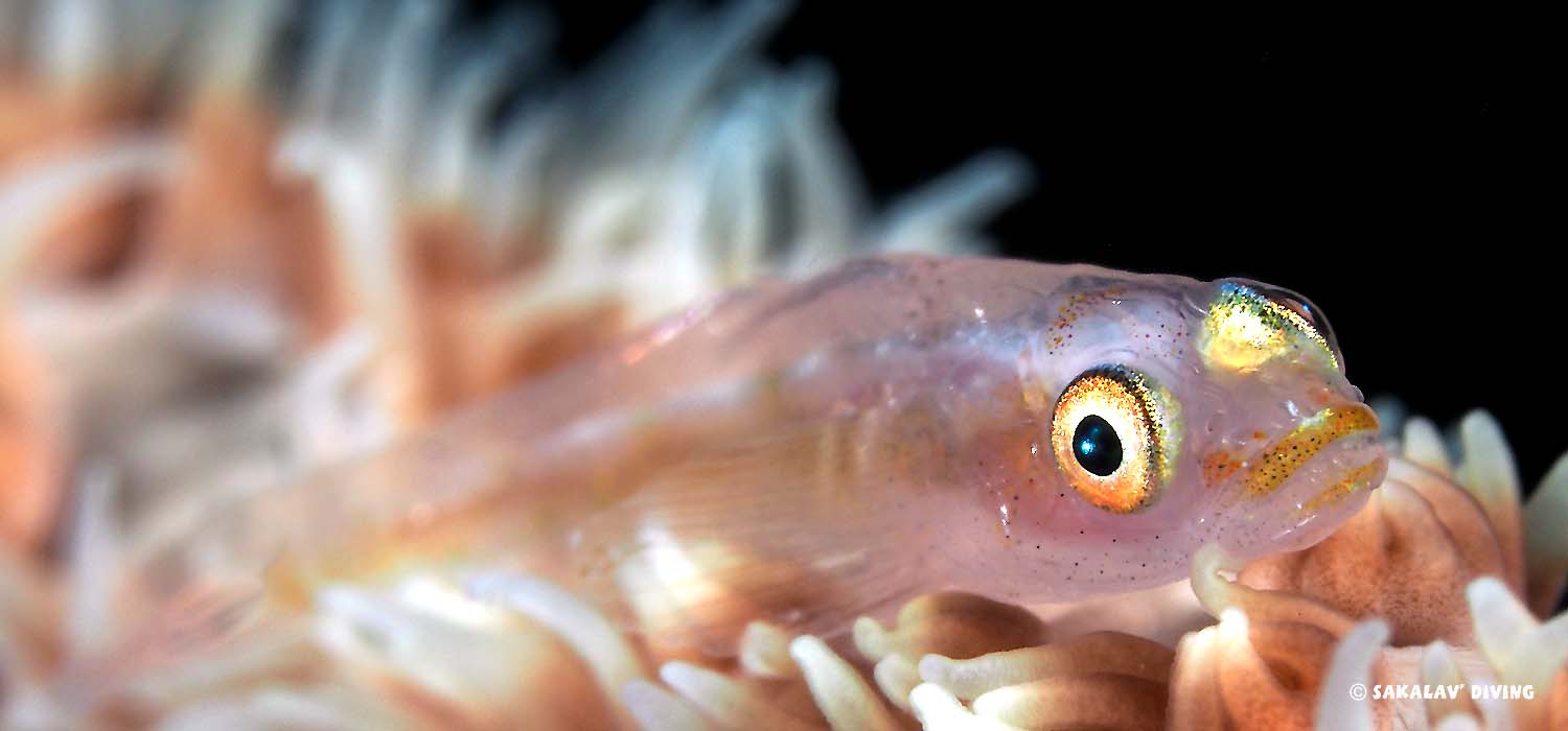 Plongée biologie à Nosy Be Madagascar